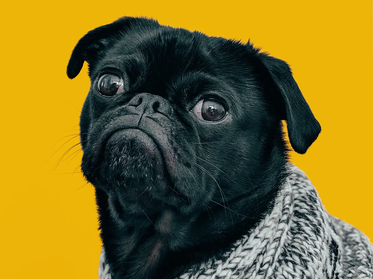 Black pug with gray knit scarf
