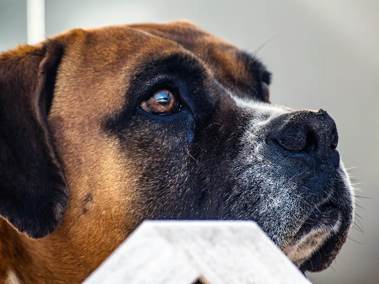 Close-up of brown boxer dog