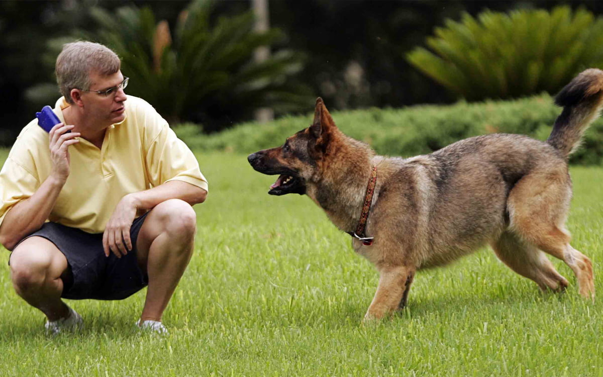 Man training a dog outdoors